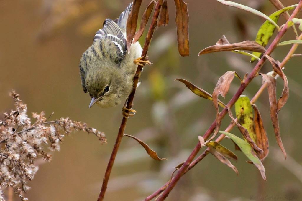 Blackpoll Warbler by Kelly Colgan Azar is licensed under CC BY-NC 2.0
